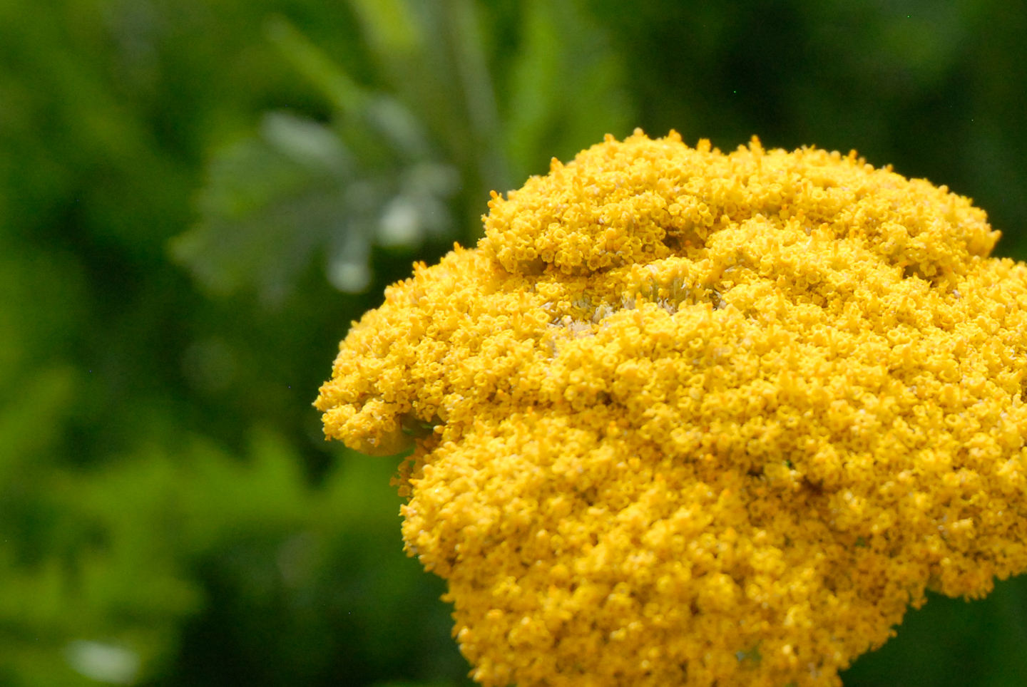 Coronation Gold Yarrow
